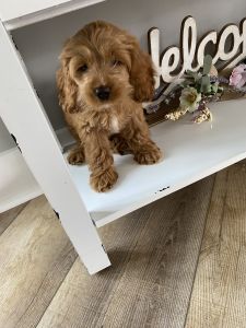12 Week old female Cockapoo