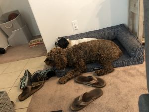2 yr Cockapoo for sale!!