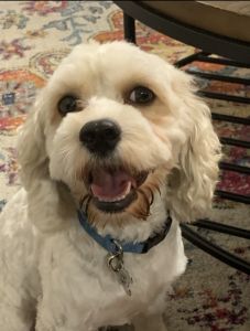 Cockapoo 19 months old puppy