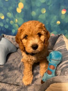Biscuit-Cockapoo