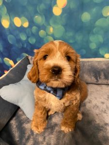 Bailey-Cockapoo
