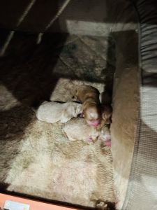 Cockapoo for sale
