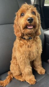 Cockapoo Puppy