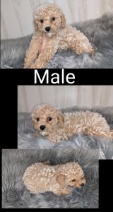 Cockapoo puppies and Toys poodle pups