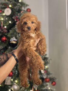 Mini Cockapoo microchipped