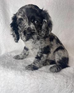 cockapoos for sale