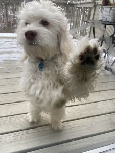 CockaPoo to New Home