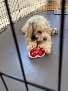 Cockapoo puppy for sale