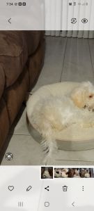 Cockapoo for sale