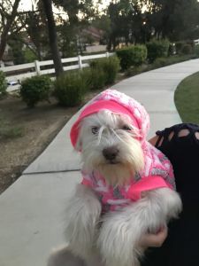 Very sweet girl poodle