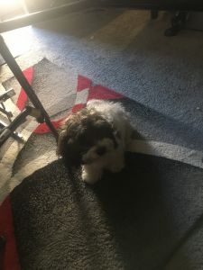 Male Cockapoo for sale