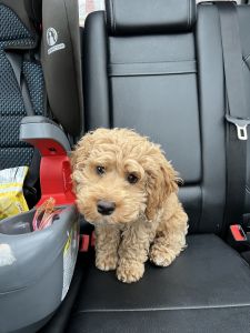 Cockapoo for Sale