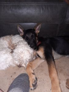 AKC certified cockapoo