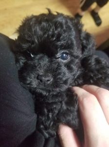 Adorable, playful cockapoos for sale