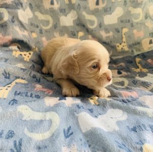 Beautiful Cockapoo Puppies