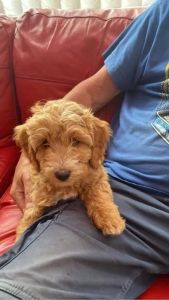 REHOMING CUTE COCKAPOO
