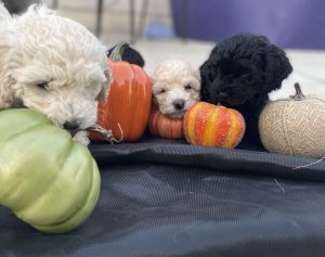8 week Cockapoo