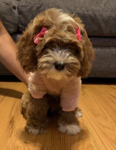 Ellie Female Cockapoo