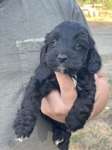 F1b Cockapoo puppies