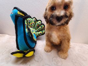 Cockapoo puppies no shedding beautifull