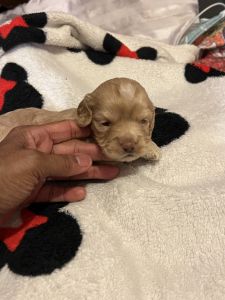 Cockapoo female puppies for sale