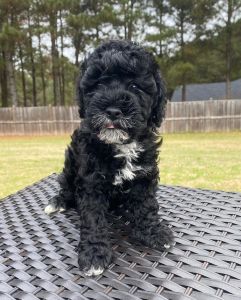 Cockapoo Boy