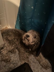 Cockapoo for Sale