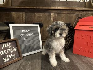 Adorable Cockapoo puppies