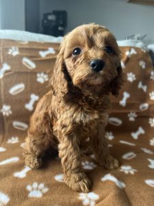 CockaPoo Puppy
