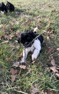 Cute little cockapoos ready for rehoming