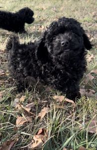 Adorable cockapoos Missouri (Bear)