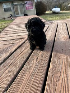 Adorable cockapoos Missouri (Archie)