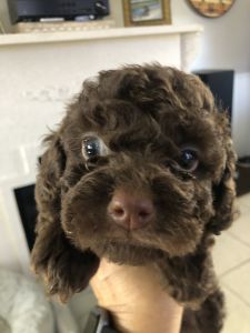 Puppy Luvs for Valentines