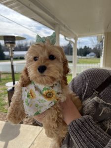 3 month old cockapoo
