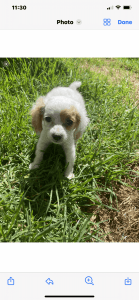 Toy cavoodle puppies