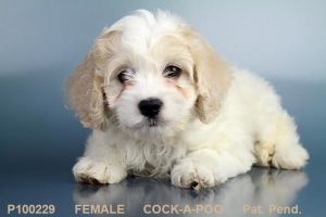 Female Cockapoo