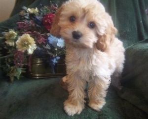 Only 4Left Cockapoo Pups