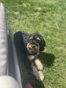 Cockapoo looking for a new home