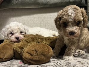 Cockapoo puppies for sale