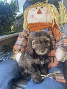 Miniature Female Cockapoo