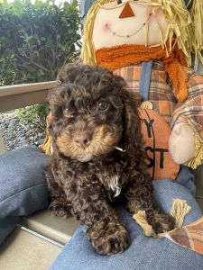 Miniature Male Cockapoo