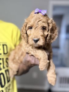 Cockapoo puppies