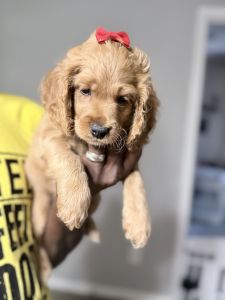 Cockapoo Puppies