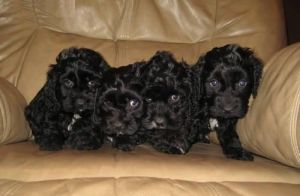Akc Reg F1 White & Black Cockerpoo Pups