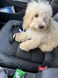 COCKAPOO FOR SALE.