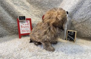Ariel Mini Cockapoo