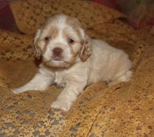 Cocker Spaniel pups for re-homing