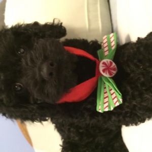 cockapoo puppy