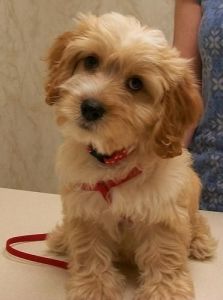 Loving Cockapoo Puppies. Text Only ***