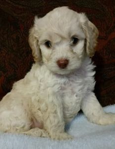 Cockapoo Puppies